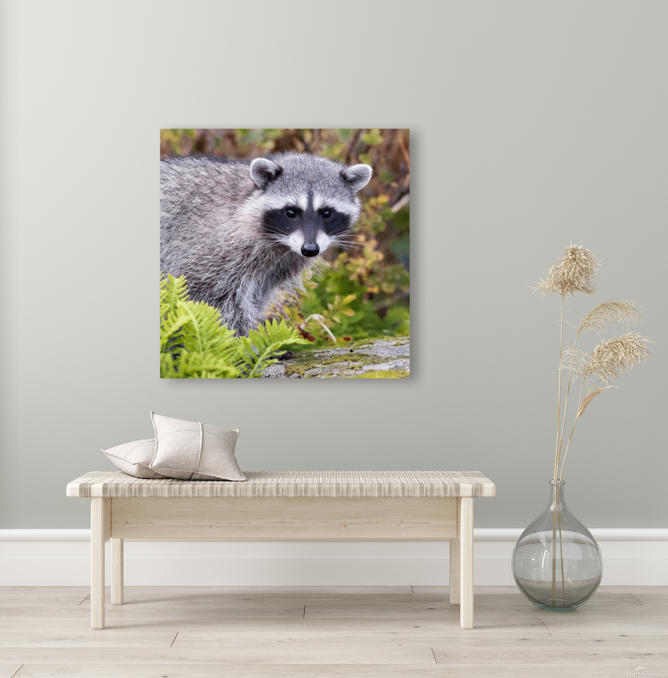 Trash Panda Reproduction