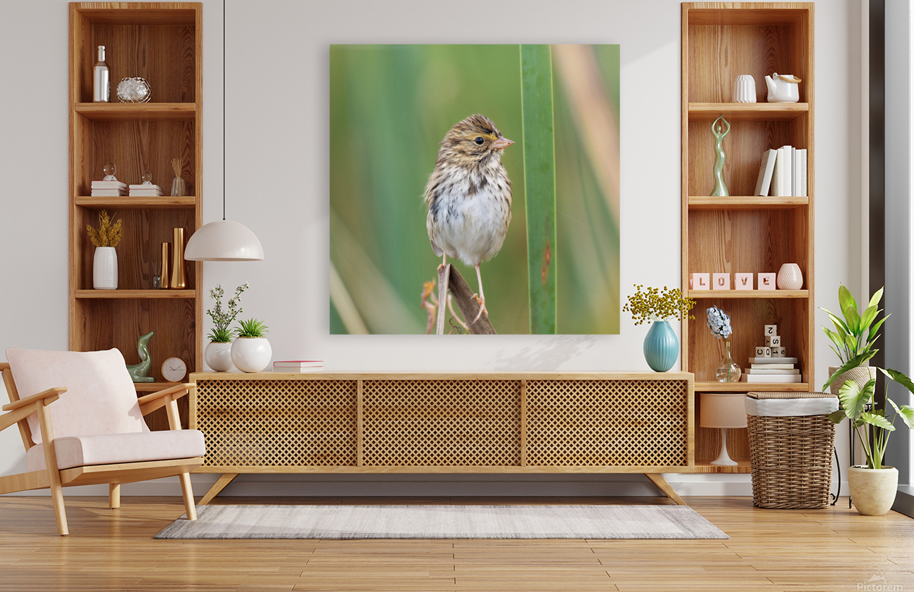 Savannah Sparrow Reproduction