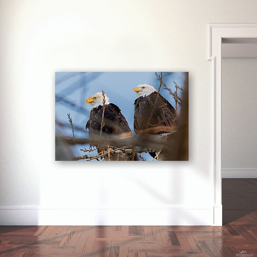 Bald Eagle Couple Reproduction