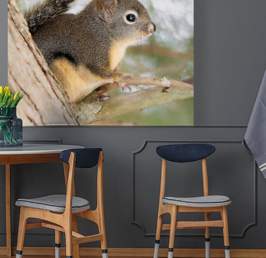 Winter Squirrel Reproduction