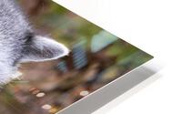 Raccoon HD Metal print