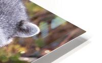 Trash Panda HD Metal print