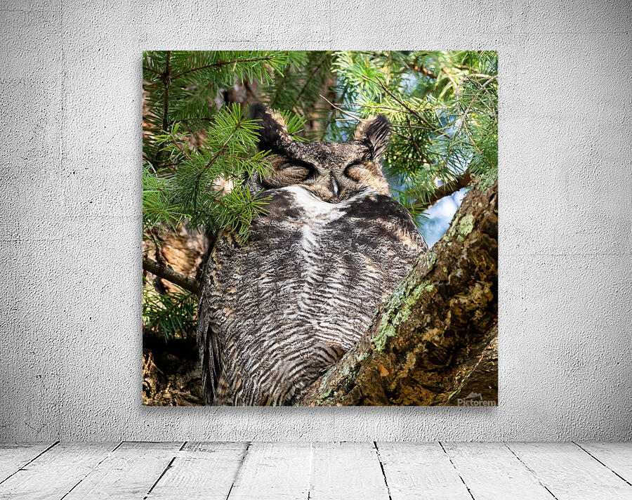 Sleeping Owl Wall Preview