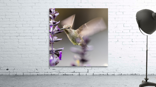 Hummingbird Wall Preview
