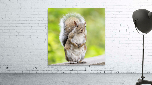 Eastern Grey Squirrel Wall Preview
