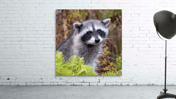 Raccoon Wall Preview