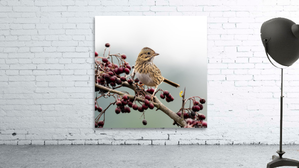 Lincoln Sparrow Wall Preview