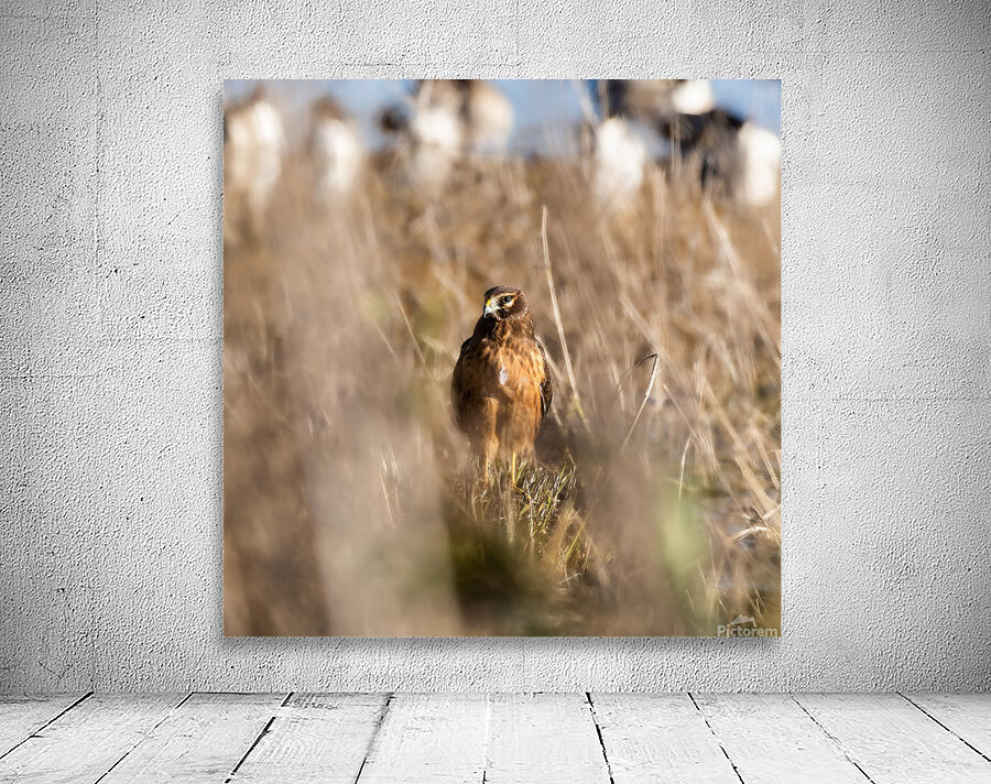 Northern Harrier Wall Preview