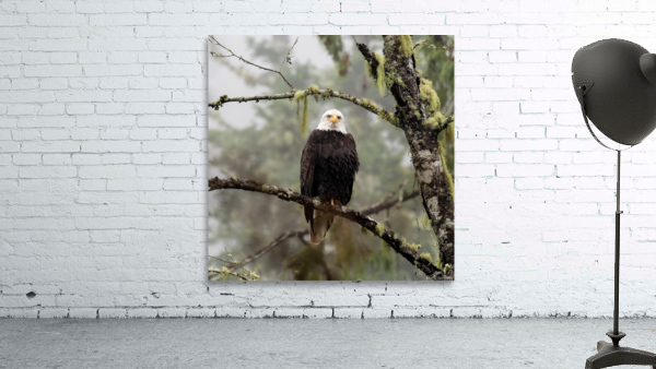 Bald Eagle Stare Wall Preview