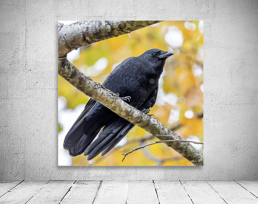 Crow Wall Preview