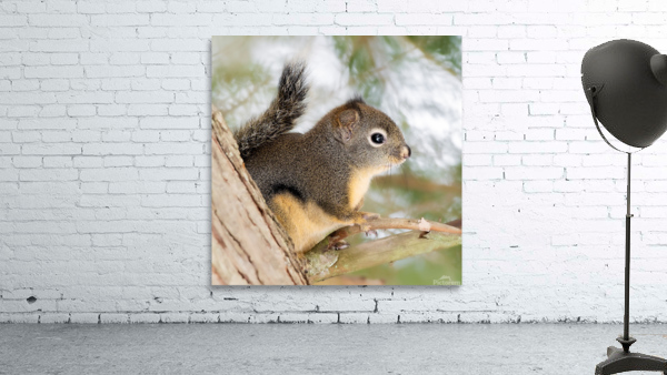 Winter Squirrel Wall Preview