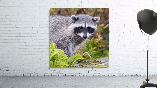 Trash Panda Wall Preview