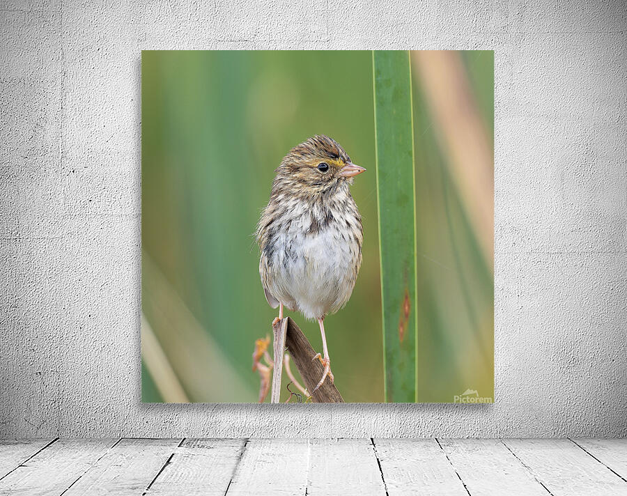Savannah Sparrow Wall Preview
