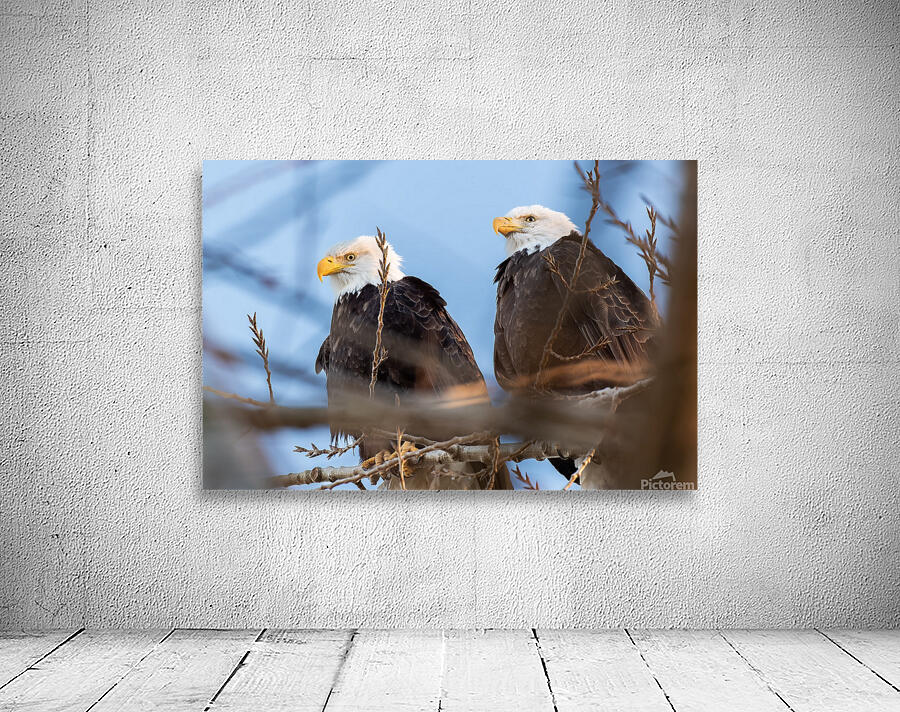 Bald Eagle Couple Wall Preview