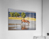 Wild Horse Reaching For Water Acrylic Print