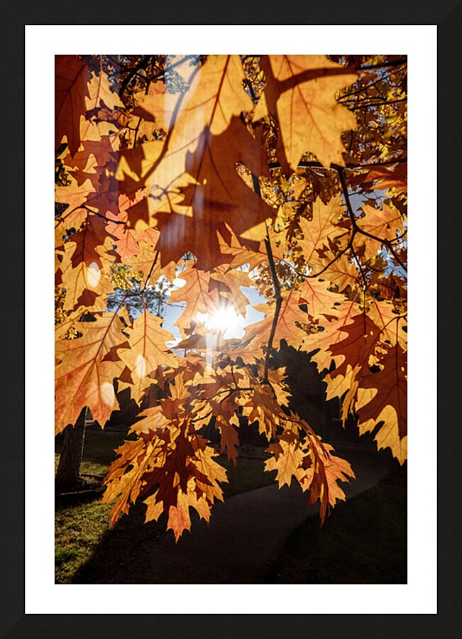 Oak Tree Leaves with Sunlight Picture Frame print