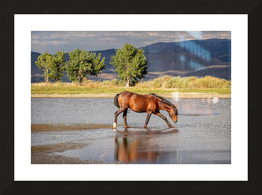 Wild Horse Reaching For Water Picture Frame print