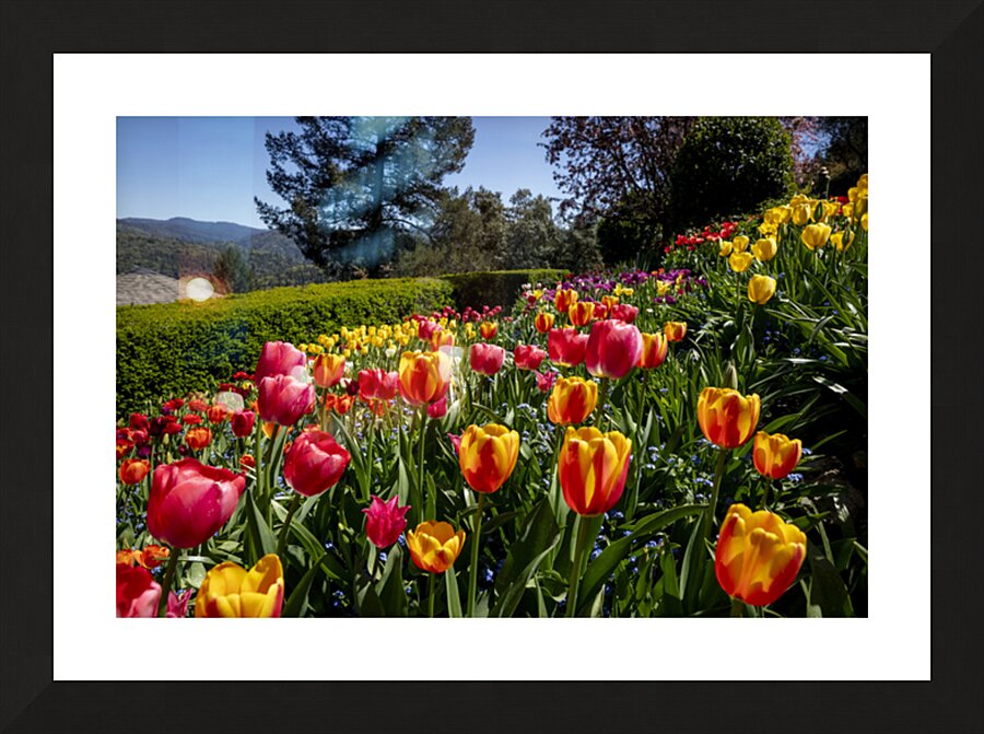 Tulip Garden Picture Frame print