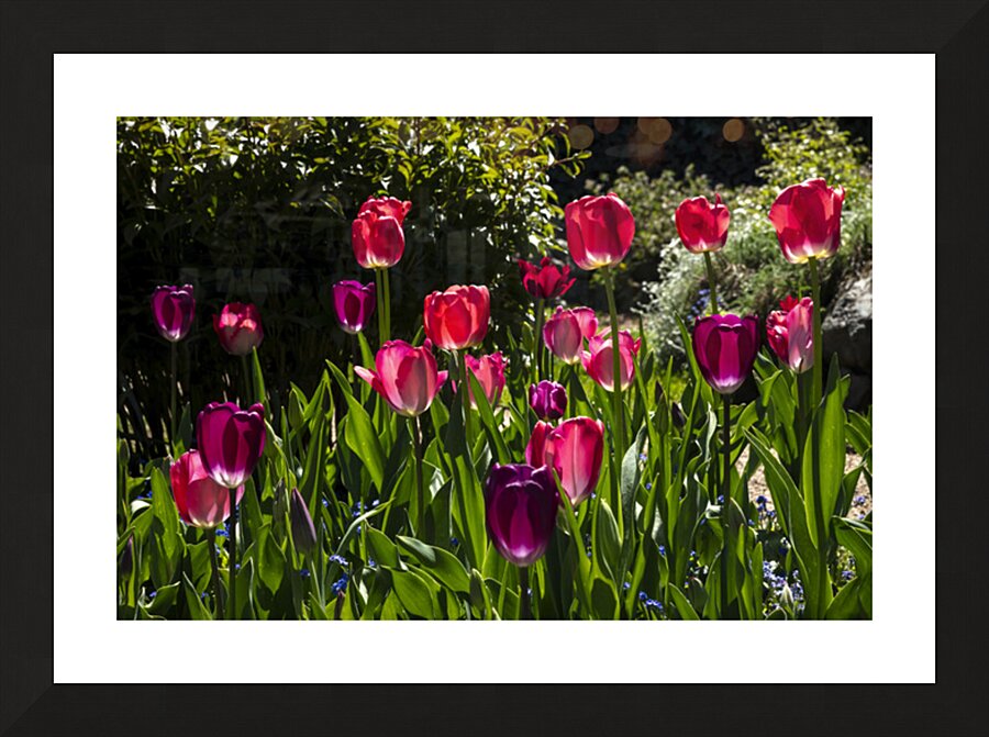 Glowing Tulips Picture Frame print
