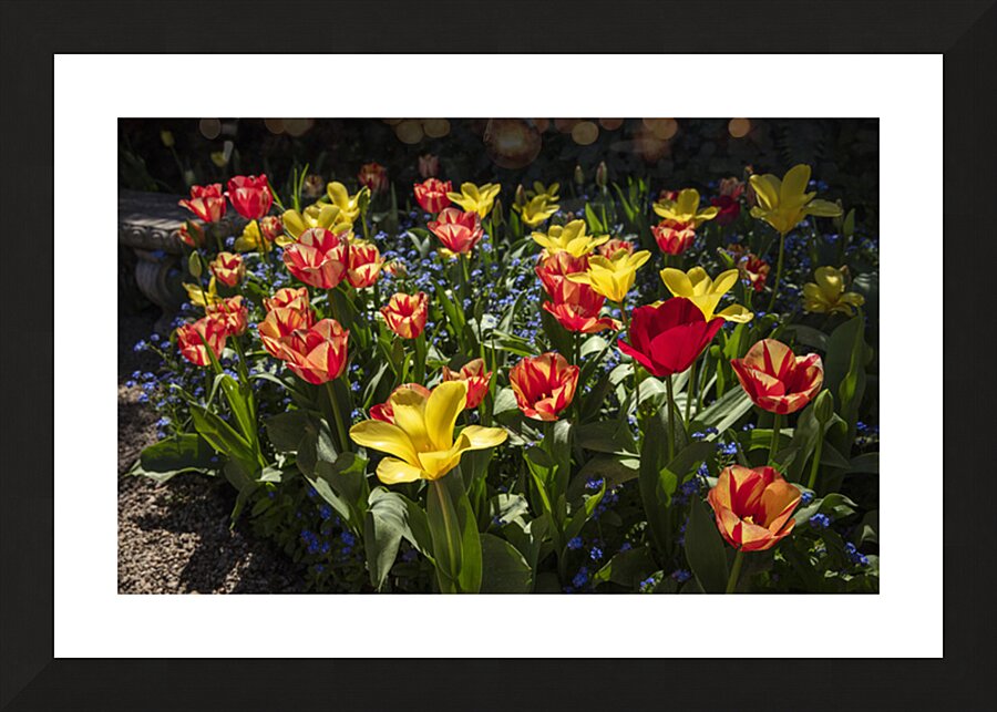 Tulip Flowers Picture Frame print