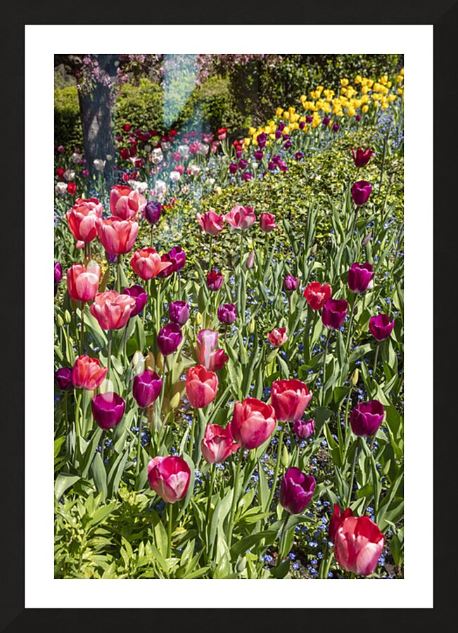 Tulip Hill Picture Frame print