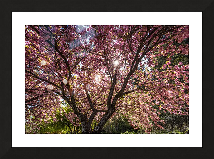 Blossom Tree Picture Frame print