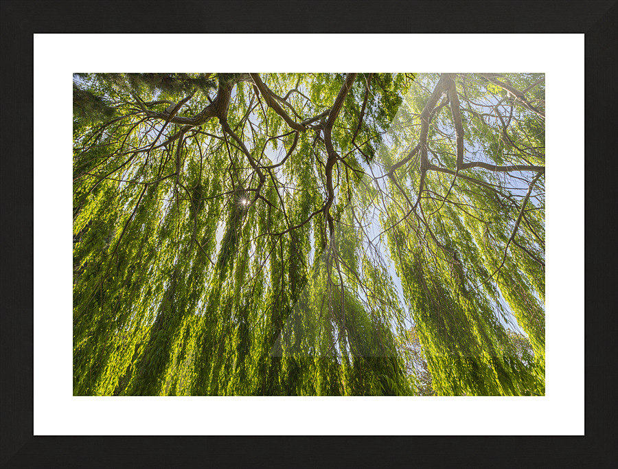 Under A Weeping Willow Tree Picture Frame print