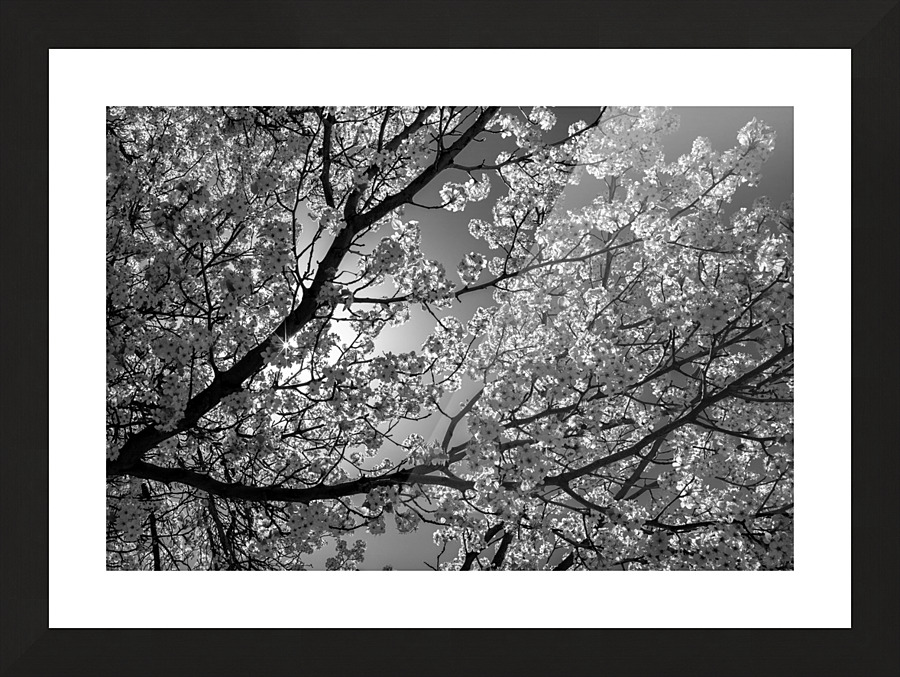 Glowing Blossoms Picture Frame print