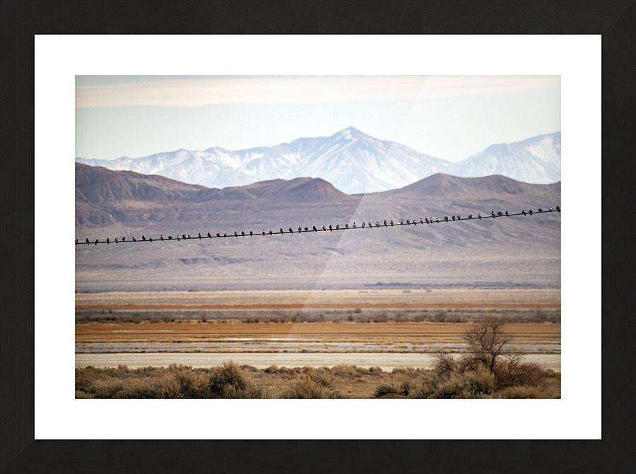 Birds on a Wire Picture Frame print
