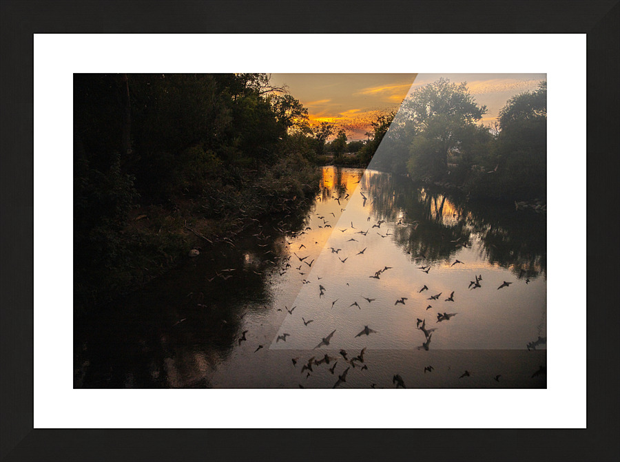 Bats Migrating at Sunset Picture Frame print