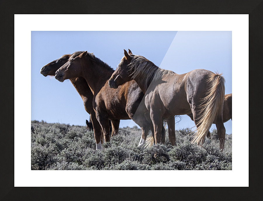 Wild Horse Lineup Picture Frame print