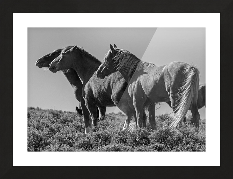 Wild Horse Lineup Picture Frame print
