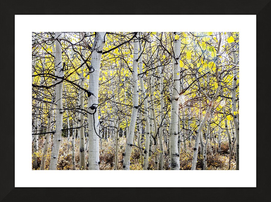 Aspen Tree Trunks Picture Frame print