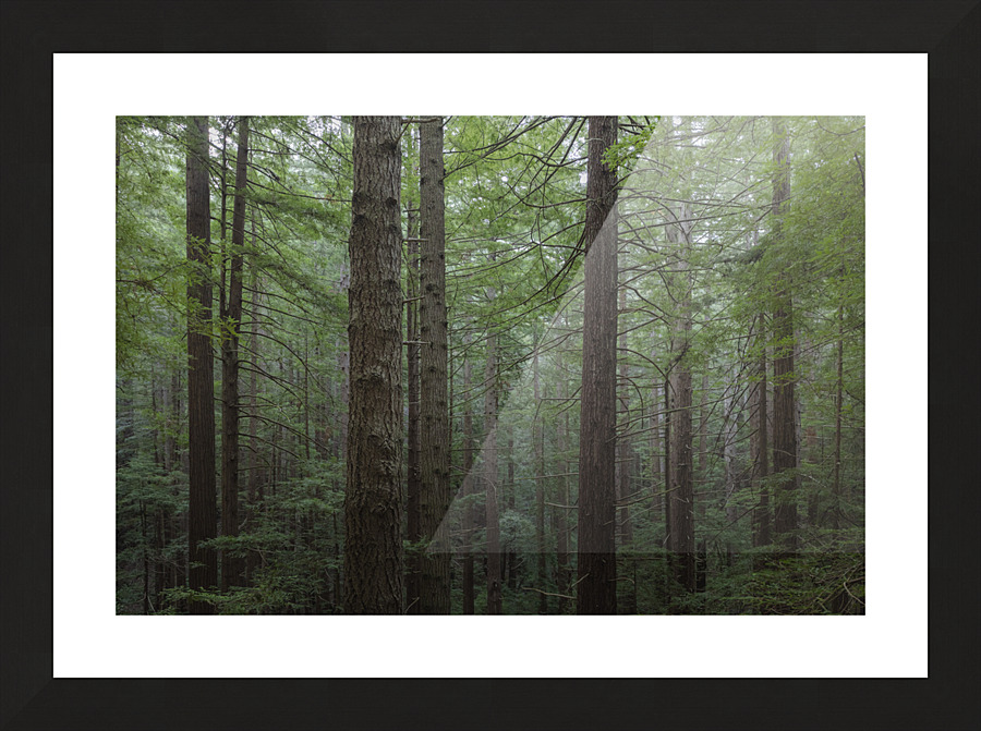 Coastal Forest Trees Picture Frame print