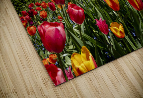 Tulip Garden Evan Petty Photography puzzle