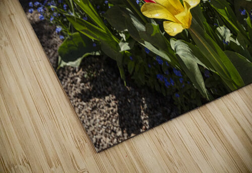 Tulip Flowers Evan Petty Photography puzzle