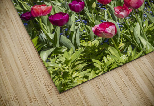 Tulip Hill Evan Petty Photography puzzle