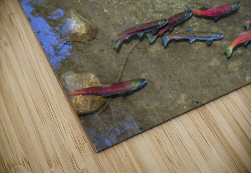 Wild Salmon Arrive to Spawn Evan Petty Photography puzzle