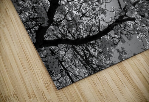 Glowing Blossoms Evan Petty Photography puzzle