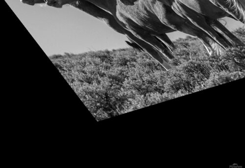 Wild Horse Lineup Evan Petty Photography puzzle