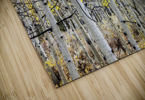 Aspen Tree Trunks Evan Petty Photography puzzle