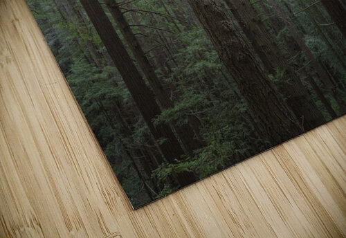 Coastal Forest Trees Evan Petty Photography puzzle