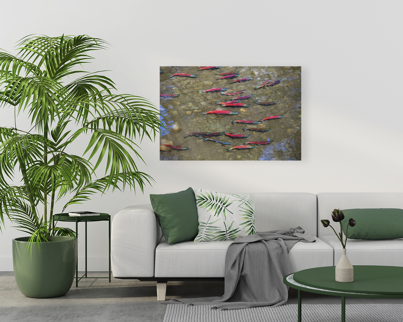 Wild Salmon Arrive to Spawn Reproduction