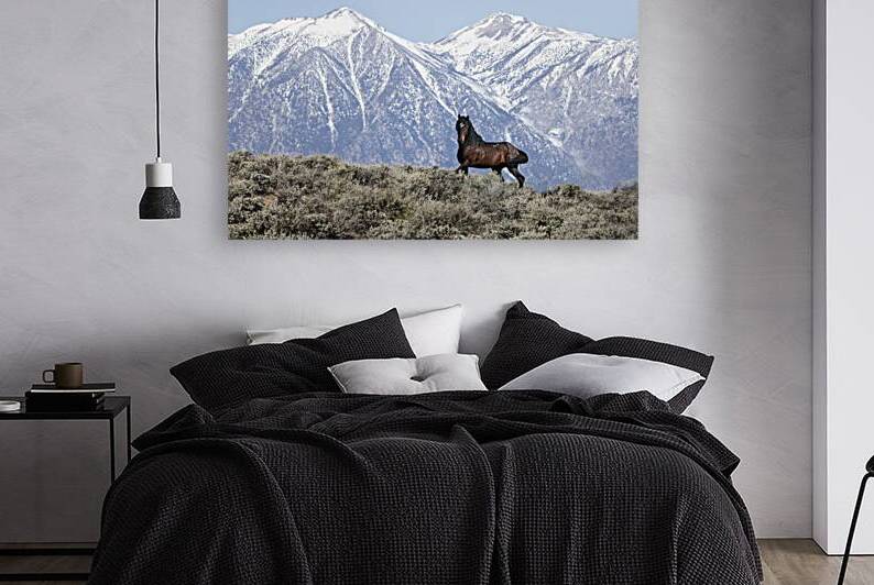 Wild Stallion in the Sierras by Evan Petty Photography