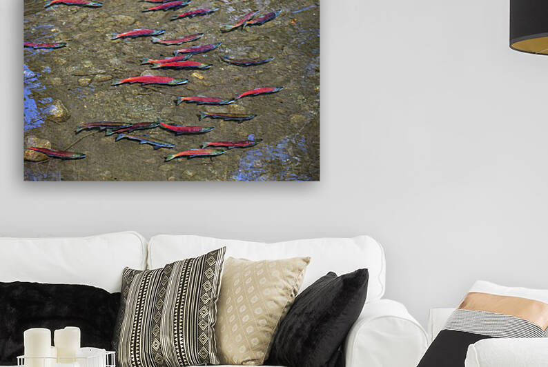 Wild Salmon Arrive to Spawn by Evan Petty Photography