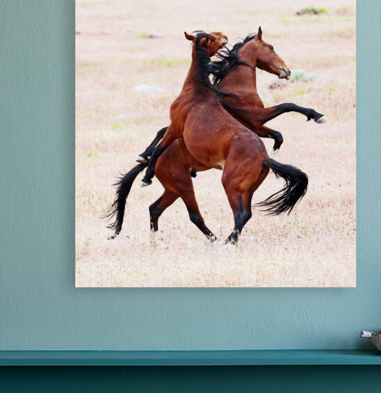 Wild Horse Battle  by Evan Petty Photography