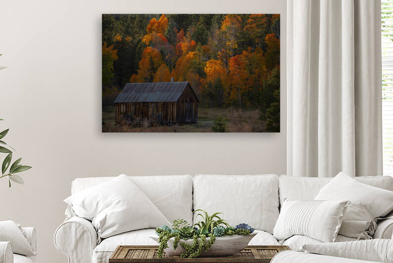 Trees and a Cabin by Evan Petty Photography