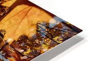 Oak Tree Leaves with Sunlight HD Metal print