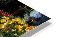 Tulip Garden HD Metal print