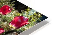 Glowing Tulips HD Metal print